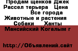 Продам щенков Джек Рассел терьера › Цена ­ 25 000 - Все города Животные и растения » Собаки   . Ханты-Мансийский,Когалым г.